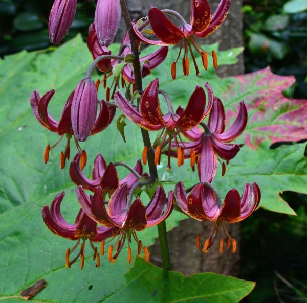 Kroll-lilja Kroll-lilja